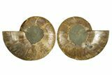 Cut & Polished, Agatized Ammonite Fossil - Madagascar #310605-1